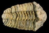 Fossil Calymene Trilobite Nodule - Morocco #106630-1